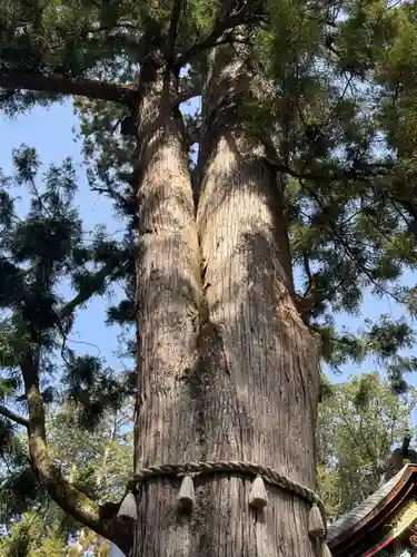 三峯神社(埼玉県)