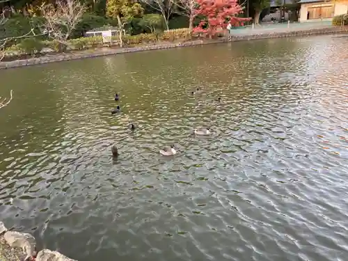 旗上弁財天社の動物