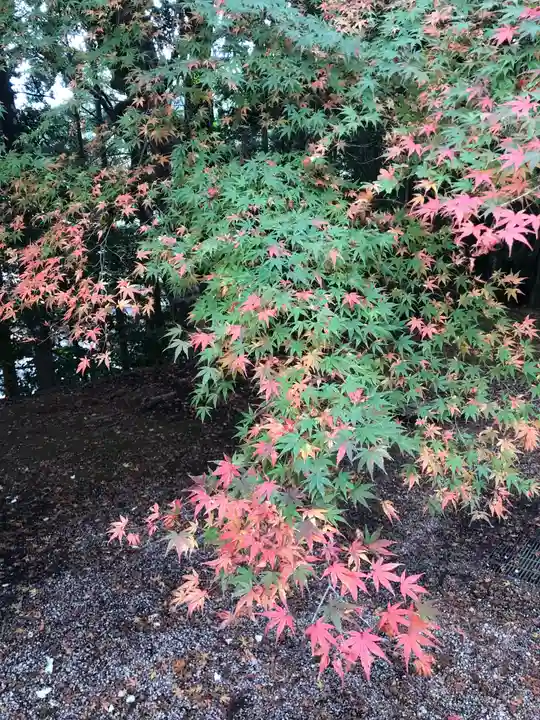 神魂神社の自然