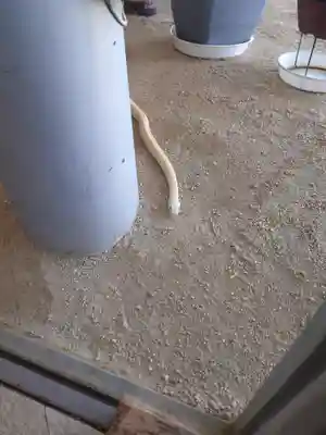 岩国白蛇神社の動物