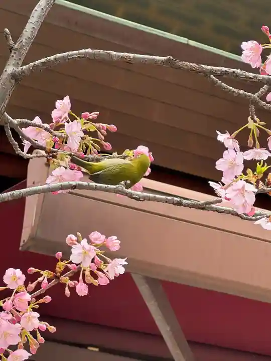 東京大神宮の動物