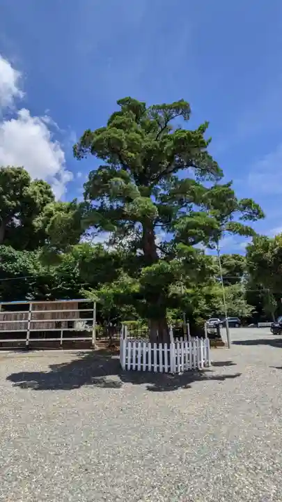 牟呂八幡宮の自然