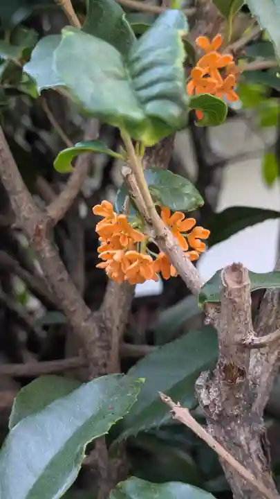 香雪院(京都府)