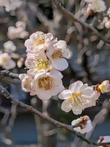 布多天神社(東京都)