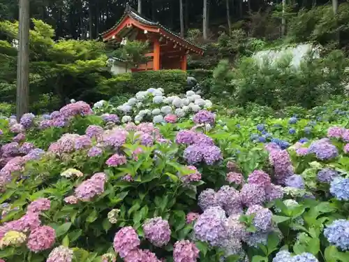 三室戸寺の自然