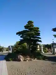 長栄寺の庭園