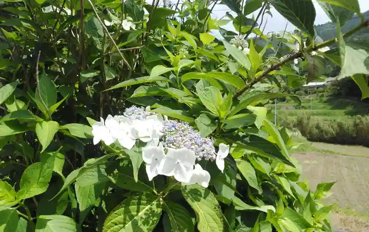 呑山観音寺の自然