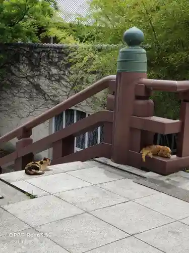 増上寺の動物