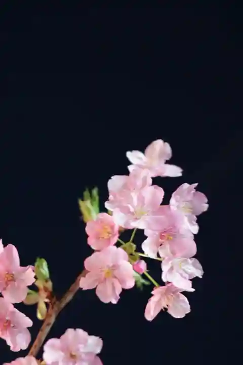 桜神宮(東京都)