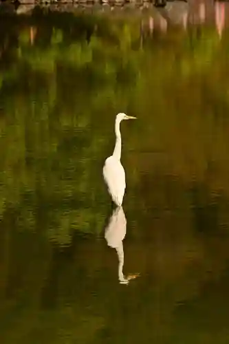 白水阿弥陀堂の動物