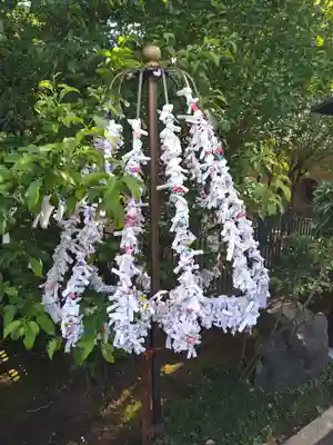 桜神宮のおみくじ