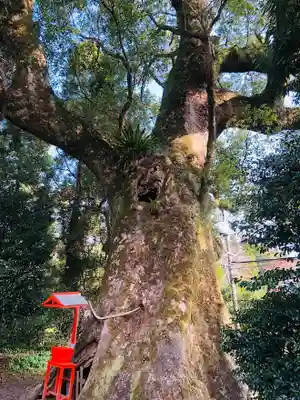 大汝牟遅神社の自然