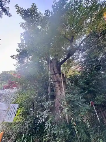 葛城一言主神社の{uncategorized: "未分類", other: "その他", undefined: "問題あり", building: "その他建物", grave: "お墓", sacred_gate: "鳥居", guardian: "狛犬", statue: "像", buddha: "仏像", history: "歴史", nature: "自然", garden: "庭園", animal: "動物", pagoda: "塔", temizu: "手水舎", mountain_gate: "山門・神門", sanctuary: "本殿・本堂", subordinate: "末社・摂社", art: "芸術", scenery: "景色", jizo: "地蔵", ema: "絵馬", goshuin: "御朱印", omikuji: "おみくじ", items: "授与品その他", amulet: "お守り", goshuincho: "御朱印帳", eats: "食事", festival: "お祭り", votive_dance: "神楽", shichigosan: "七五三参", wedding: "結婚式", experience: "体験その他", initially: "初詣", around: "周辺", anti_infection: "感染症対策"}
