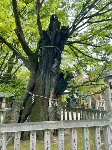 高城神社の{uncategorized: "未分類", other: "その他", undefined: "問題あり", building: "その他建物", grave: "お墓", sacred_gate: "鳥居", guardian: "狛犬", statue: "像", buddha: "仏像", history: "歴史", nature: "自然", garden: "庭園", animal: "動物", pagoda: "塔", temizu: "手水舎", mountain_gate: "山門・神門", sanctuary: "本殿・本堂", subordinate: "末社・摂社", art: "芸術", scenery: "景色", jizo: "地蔵", ema: "絵馬", goshuin: "御朱印", omikuji: "おみくじ", items: "授与品その他", amulet: "お守り", goshuincho: "御朱印帳", eats: "食事", festival: "お祭り", votive_dance: "神楽", shichigosan: "七五三参", wedding: "結婚式", experience: "体験その他", initially: "初詣", around: "周辺", anti_infection: "感染症対策"}
