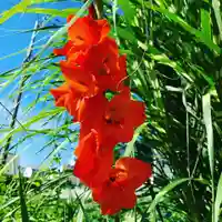 豊景神社の自然