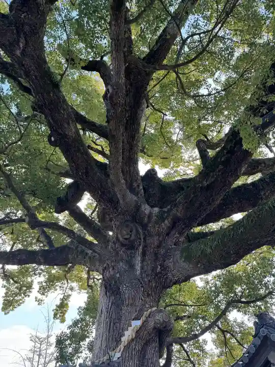 百舌鳥八幡宮(大阪府)