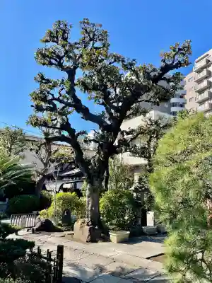 浄正寺の{uncategorized: "未分類", other: "その他", undefined: "問題あり", building: "その他建物", grave: "お墓", sacred_gate: "鳥居", guardian: "狛犬", statue: "像", buddha: "仏像", history: "歴史", nature: "自然", garden: "庭園", animal: "動物", pagoda: "塔", temizu: "手水舎", mountain_gate: "山門・神門", sanctuary: "本殿・本堂", subordinate: "末社・摂社", art: "芸術", scenery: "景色", jizo: "地蔵", ema: "絵馬", goshuin: "御朱印", omikuji: "おみくじ", items: "授与品その他", amulet: "お守り", goshuincho: "御朱印帳", eats: "食事", festival: "お祭り", votive_dance: "神楽", shichigosan: "七五三参", wedding: "結婚式", experience: "体験その他", initially: "初詣", around: "周辺", anti_infection: "感染症対策"}