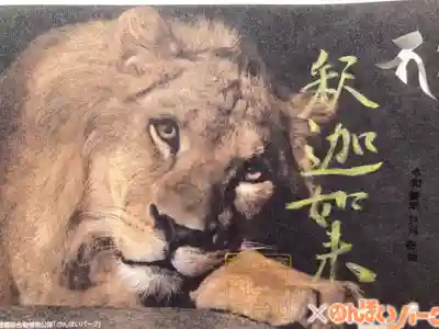 『動物御朱印　ライオン🦁』
普門寺さん×豊橋総合動植物公園さん
（のんほいパーク）
御朱印の浄財の一部を動物達のエサ代として寄付されるそうです。