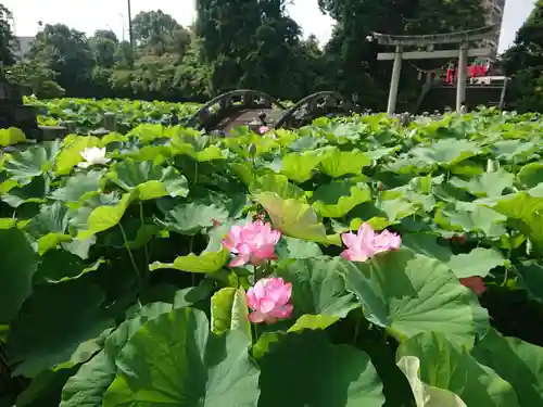 伊賀八幡宮の自然