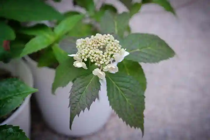 十日恵比須神社(福岡県)