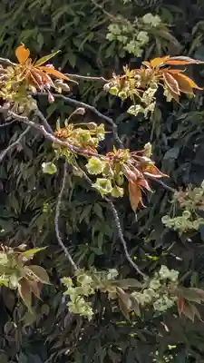 橋寺 放生院(京都府)