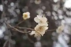 三芳野神社の自然