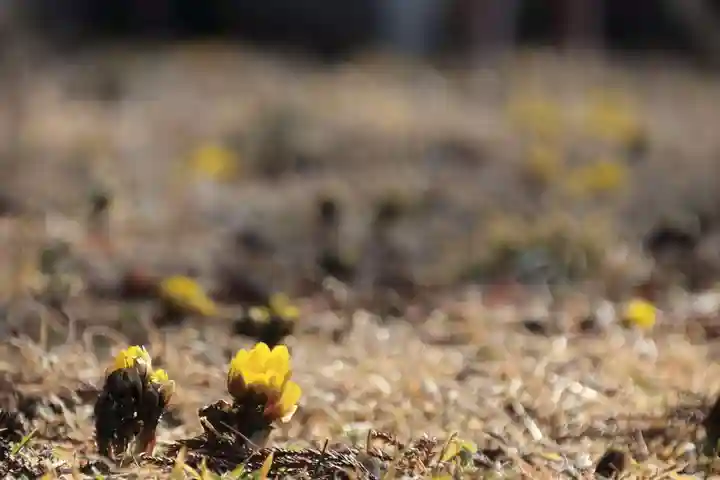 三坂稲荷神社の自然