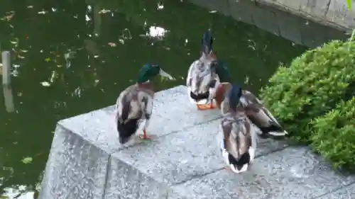 住吉大社の動物