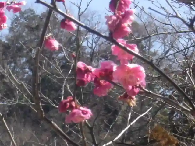 浄光明寺の自然