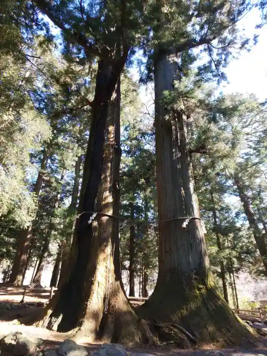 河口浅間神社の自然