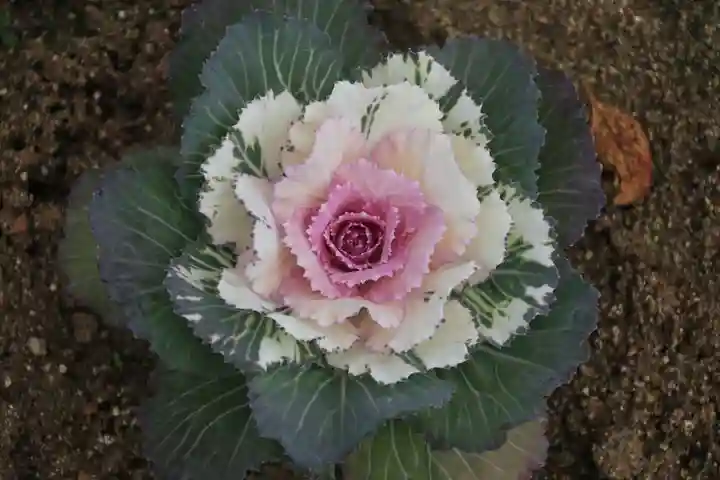 大鏑神社の自然