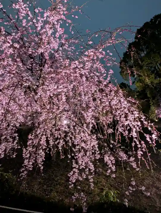 平安神宮の{uncategorized: "未分類", other: "その他", undefined: "問題あり", building: "その他建物", grave: "お墓", sacred_gate: "鳥居", guardian: "狛犬", statue: "像", buddha: "仏像", history: "歴史", nature: "自然", garden: "庭園", animal: "動物", pagoda: "塔", temizu: "手水舎", mountain_gate: "山門・神門", sanctuary: "本殿・本堂", subordinate: "末社・摂社", art: "芸術", scenery: "景色", jizo: "地蔵", ema: "絵馬", goshuin: "御朱印", omikuji: "おみくじ", items: "授与品その他", amulet: "お守り", goshuincho: "御朱印帳", eats: "食事", festival: "お祭り", votive_dance: "神楽", shichigosan: "七五三参", wedding: "結婚式", experience: "体験その他", initially: "初詣", around: "周辺", anti_infection: "感染症対策"}