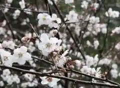 十輪寺(京都府)