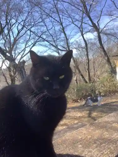 玉野御嶽神社の動物