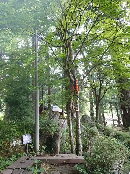 河口浅間神社の自然