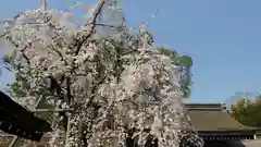 平野神社の自然