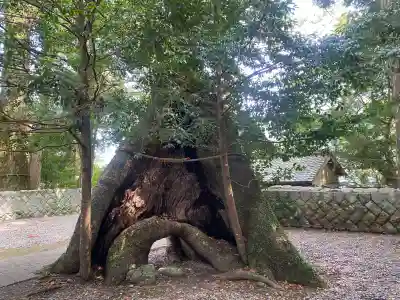 飛鳥神社の{uncategorized: "未分類", other: "その他", undefined: "問題あり", building: "その他建物", grave: "お墓", sacred_gate: "鳥居", guardian: "狛犬", statue: "像", buddha: "仏像", history: "歴史", nature: "自然", garden: "庭園", animal: "動物", pagoda: "塔", temizu: "手水舎", mountain_gate: "山門・神門", sanctuary: "本殿・本堂", subordinate: "末社・摂社", art: "芸術", scenery: "景色", jizo: "地蔵", ema: "絵馬", goshuin: "御朱印", omikuji: "おみくじ", items: "授与品その他", amulet: "お守り", goshuincho: "御朱印帳", eats: "食事", festival: "お祭り", votive_dance: "神楽", shichigosan: "七五三参", wedding: "結婚式", experience: "体験その他", initially: "初詣", around: "周辺", anti_infection: "感染症対策"}