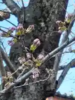 伏木香取神社の自然