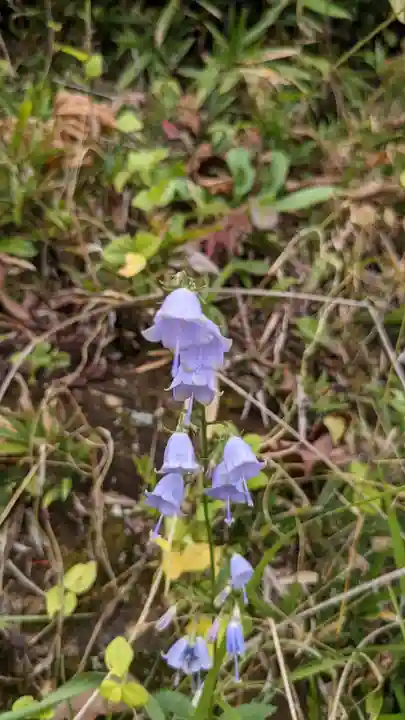 舌根寺廃寺・力寿の桜の自然