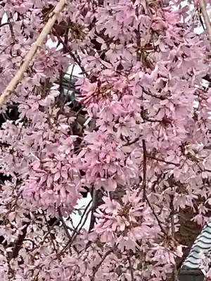 實相寺（実相寺） の自然