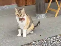 前玉神社の動物