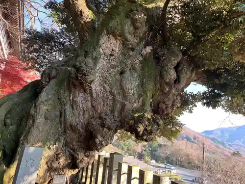 楽法寺（雨引観音）の自然