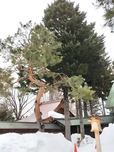 琴似神社の自然