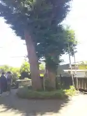 御霊神社の自然