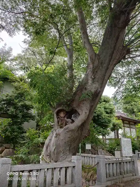 青渭神社の自然