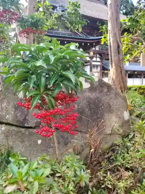 万両(まんりょう)