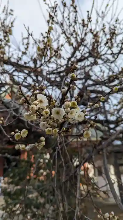 北野天満宮(京都府)