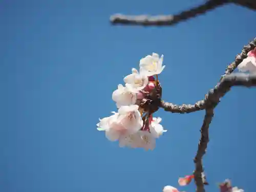 鶴岡八幡宮の自然