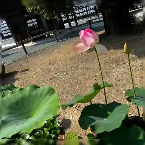 豊川閣　妙厳寺の自然