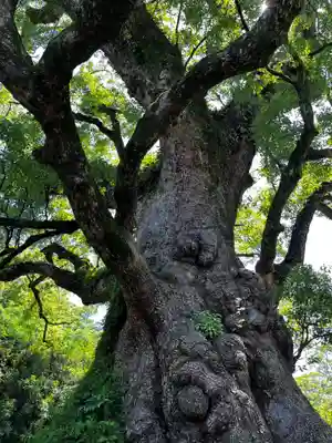 蒲生八幡神社(鹿児島県)